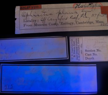 Media type: image;   Invertebrate Zoology OPH-1184 Description: Original handwritten specimen labels under UV light to show more text.;  Aspect: labels2